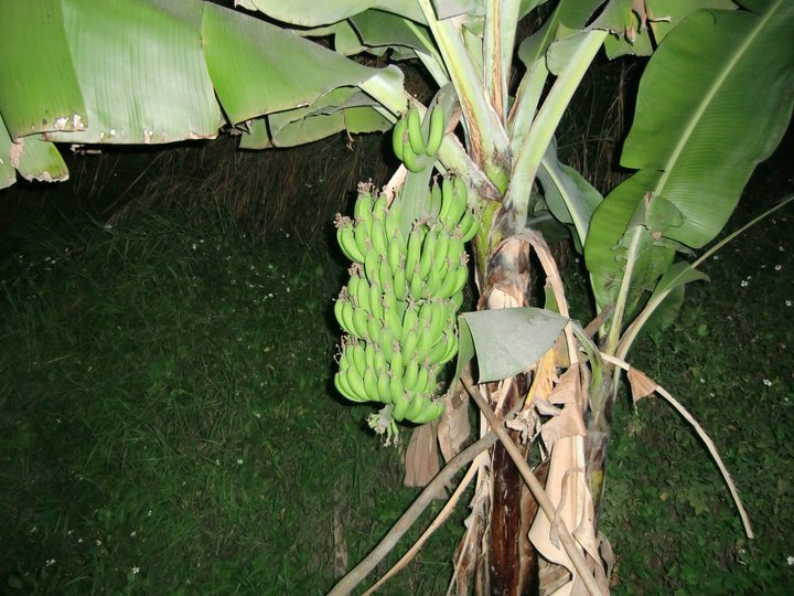 Banány přímo ze stromu