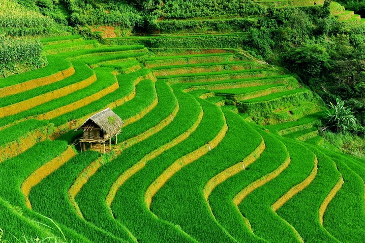 Terasovitá rýžová pole