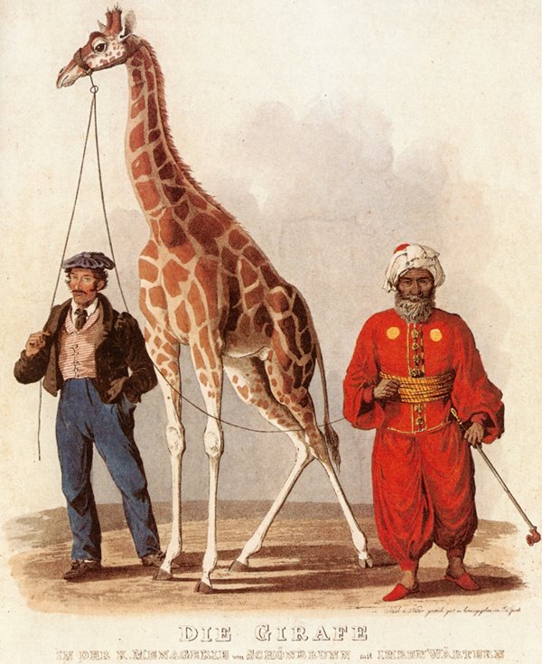 Vídeňský žirafí samec, 1828