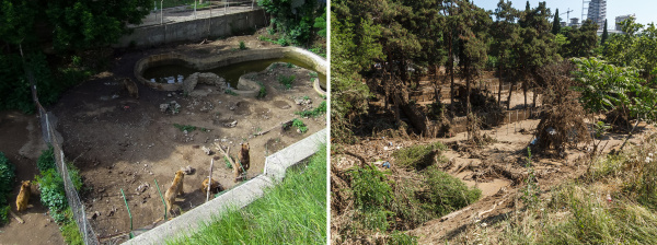 Příklad, jak vypadalo jedno místo v tbiliské zoo před povodní a po ní. Foto archív a Petr Velenský