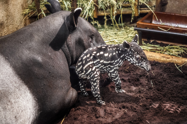 Mládě tapíra čabrakového s matkou Indah. Foto: Miroslav Bobek, Zoo Praha