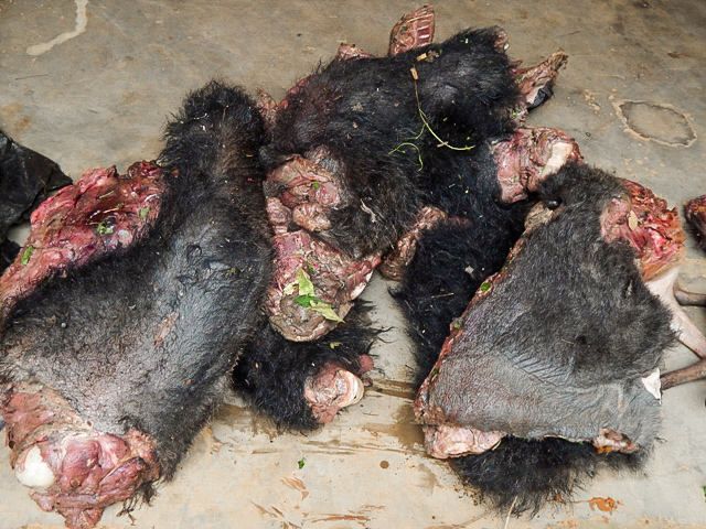 Gorilí maso zabavené pytlákům. Foto: archiv Zoo Praha