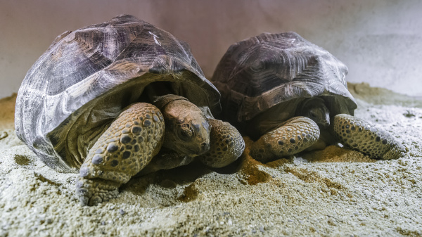 Červený a Modrý, dvě želvy obrovské, které do pražské zoo přicestovaly z Mauricia. Foto: Petr Hamerník, Zoo Praha