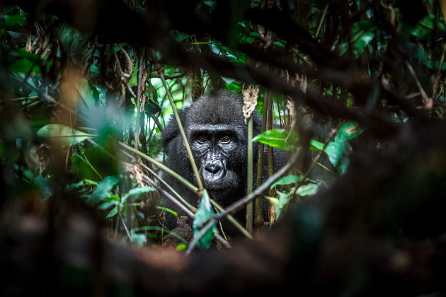 Gorila nížinná v Kamerunu. Foto Lucie Vejmelková, Zoo Praha