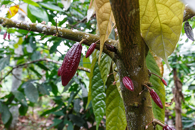 Kakaové boby na plantáži v oblasti Dja. Foto Miroslav Bobek