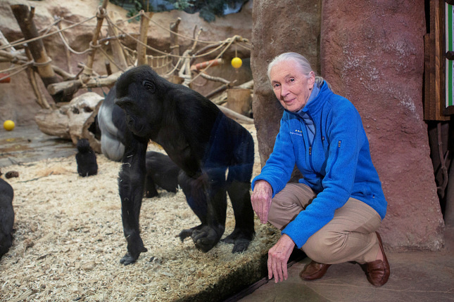 V prosinci navštívila Zoo Praha legendární primatoložka a ochránkyně přírody Jane Goodall. Foto Václav Šilha, Zoo Praha