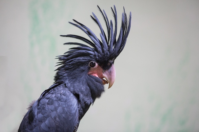 Přirozené odchovaná samička kakadu palmového ve věku 80 dnů. Foto Václav Šilha