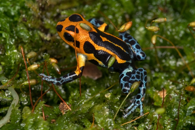 Jedna z nejkrásnějších „šípových žab“ pralesnička fantastická. Stejně jako tomu bylo u jiných výstav v Gočárových domech, mohli se návštěvníci účastnit komentovaných prohlídek. Foto Vít Lukáš