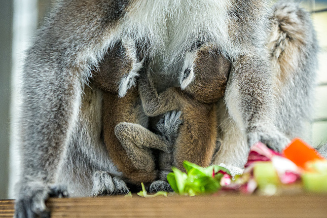 V den, kdy byla Zoo Praha uzavřena pro veřejnost, se v ní narodila lemuří dvojčata. Foto Petr Hamerník