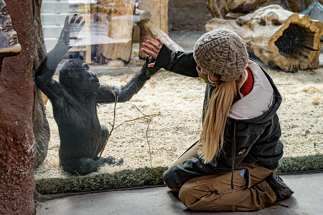 Gorilí sameček Ajabu s chovatelkou Lucií Holatovou. Foto Petr Hamerník, Zoo Praha