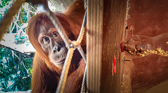 Záběr z videa o enrichmentu u orangutanů. Autor: Vendula Hejná