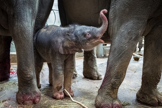 Druhá sloní samička krátce po narození. Foto Miroslav Bobek