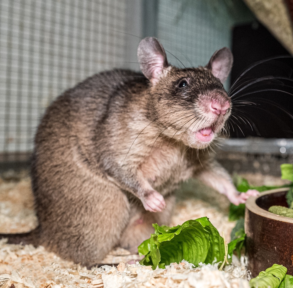 Jedna z našich samic krysy obrovské. Připadala mi trochu jako Remy z filmu Ratatouille.