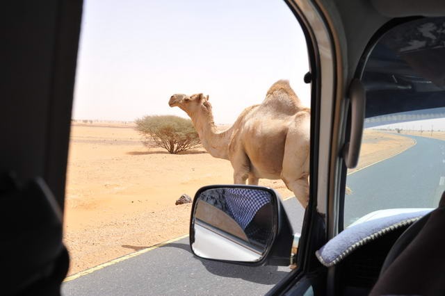 Když potkáte na silnici koráb pouště, raději zastavíte...