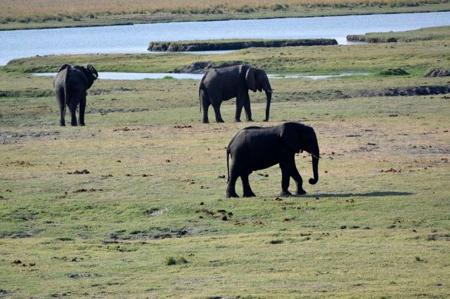[Chobe NP] Sloni na břehu Zambezi