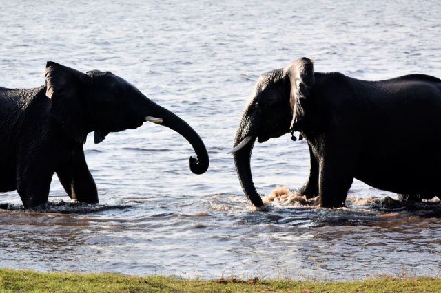[Chobe NP] Sloní kluci se perou ve vodě