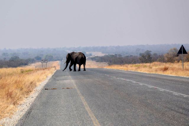 [A33 km 66] Slon se producíruje na silnici