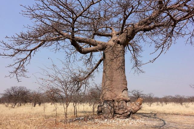 [20 km z od Nata] Baobab