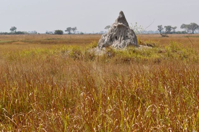 [Okavango Delta] Slušně vyvinuté termitiště