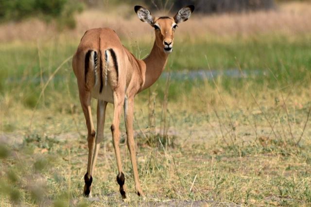[Moremi Game Reserve] Něžná impala