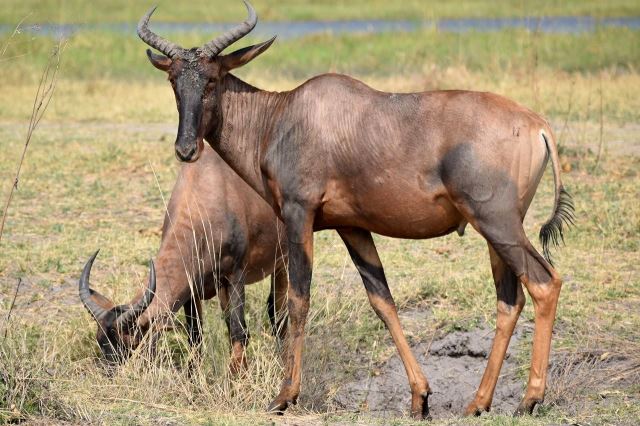 [Moremi Game Reserve] Antilopy
