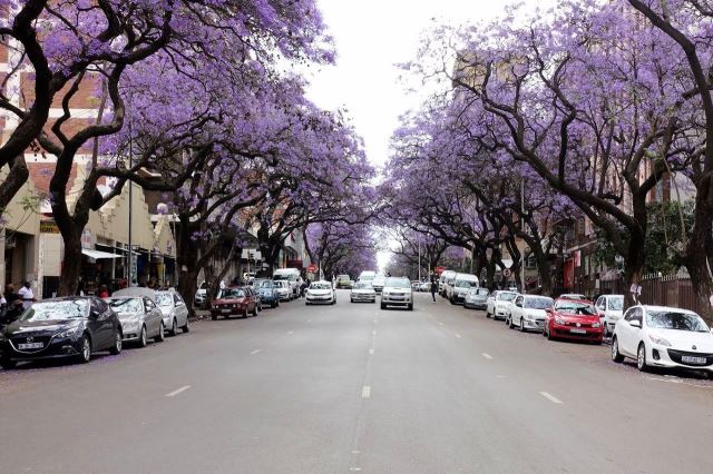 [Pretorie] Ulice pod rozkvetlými stromy