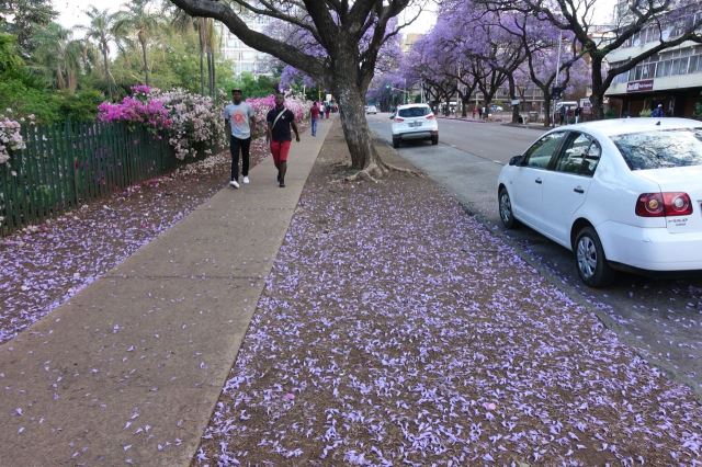 [Pretorie] Thabo Sehume Street zasypaná květy
