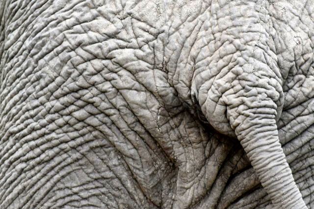 [Kruger National Park] Slon zblízka