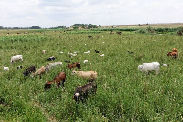 [J od Johannesburg] Krávy v žírné trávě u řeky Klip