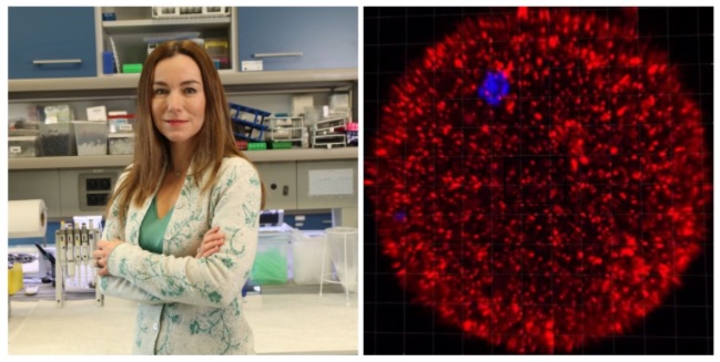 Vědecký tým pod vedením Kateřiny Komrskové objevil nový fúzní protein lidského vajíčka – na mikroskopickém snímku červeně. Foto: Archiv Kateřiny Komrskové.